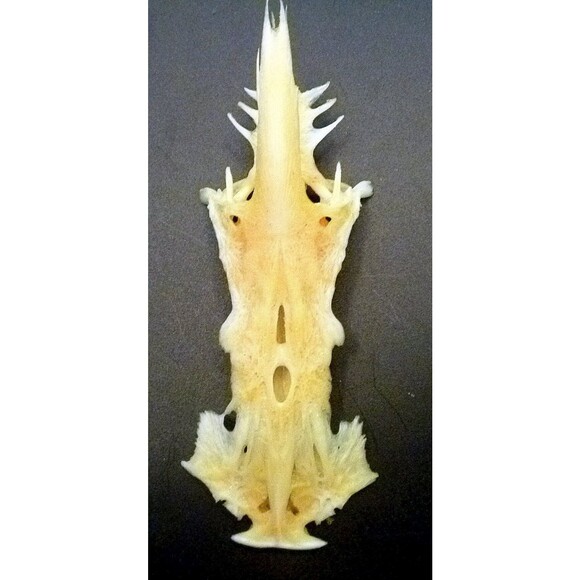 Postcard crucifix fish gaff top sailcat religious jesus christ cross - Picture 6 of 6